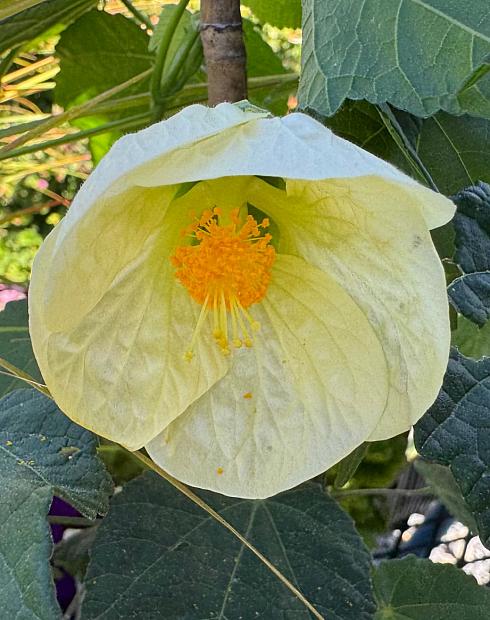 ABUTILON hybrid 'Lemon Sorbet', Flowering Maple, Chinese Lantern