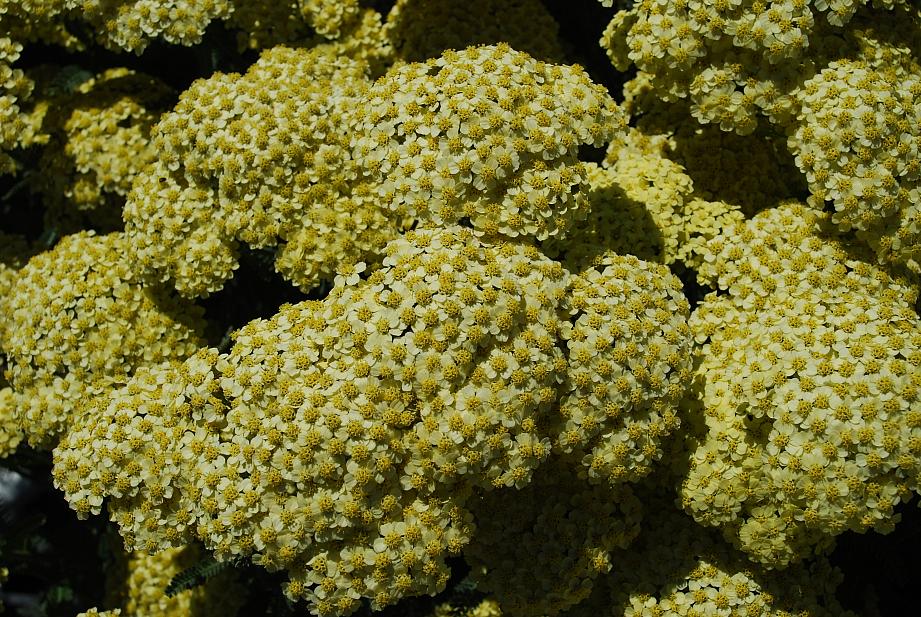 ACHILLEA 'Coronation Gold', Fernleaf Yarrow, Milfoil