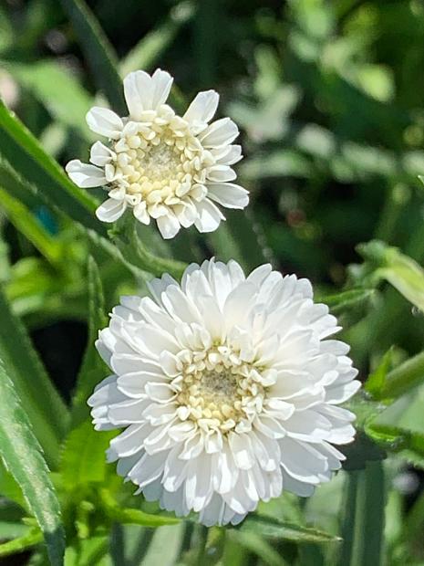 ACHILLEA ptarmica 'Peter Cottontail', Yarrow