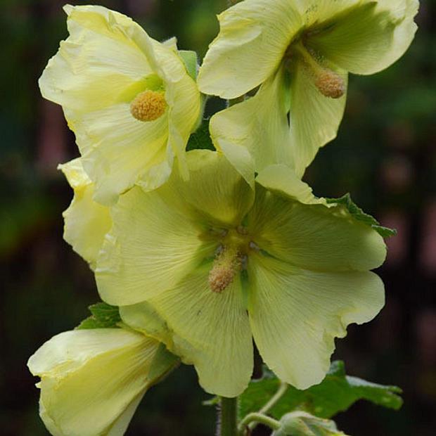 ALCEA rosea 'Lemon Light', Hollyhock