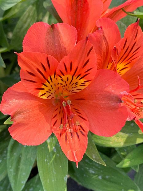 ALSTROEMERIA 'Princess Eliane Orange', Princess Lily