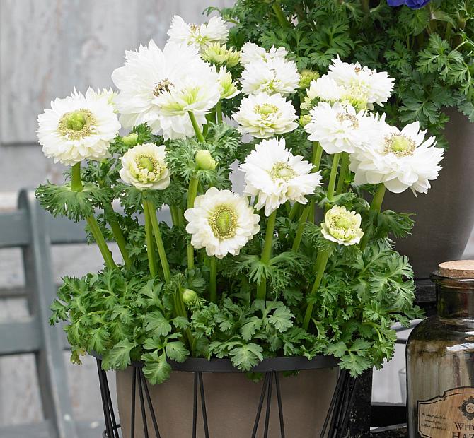 ANEMONE coronaria 'Harmony Double White', Poppy-flowered Anemone, Windflower