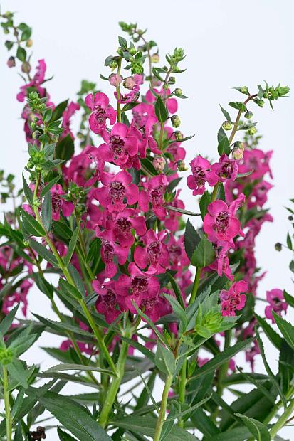 ANGELONIA angustifolia Alonia 'Big Cherry', Summer Snapdragon