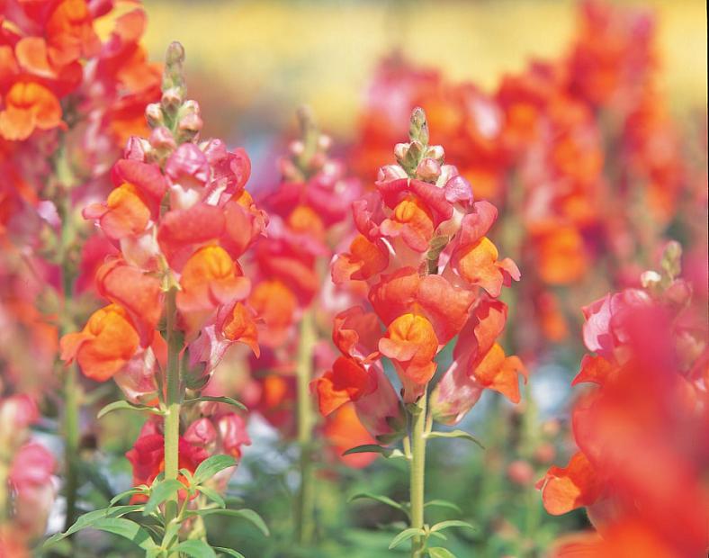 ANTIRRHINUM majus F1 Speedy Sonnet 'Bronze' (Snapdragon), Snapdragon