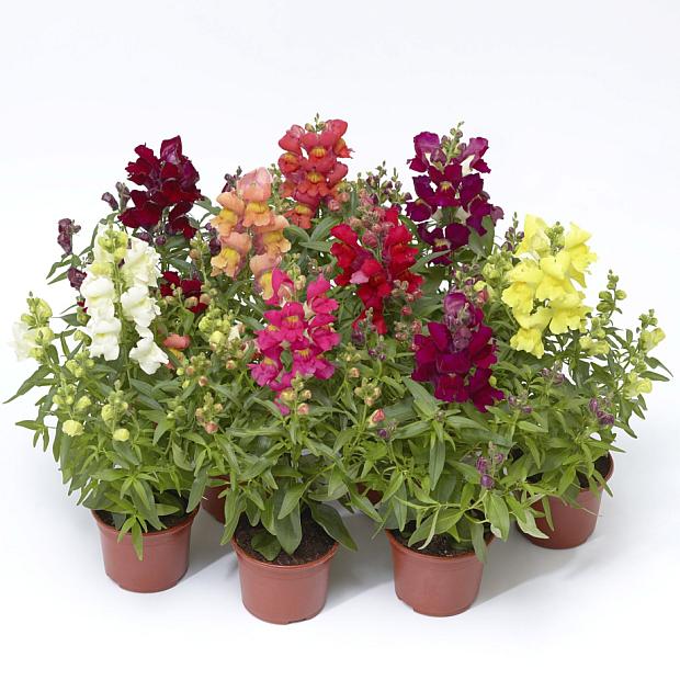 ANTIRRHINUM majus F1 Speedy Sonnet 'Mix' (Snapdragon), Snapdragon