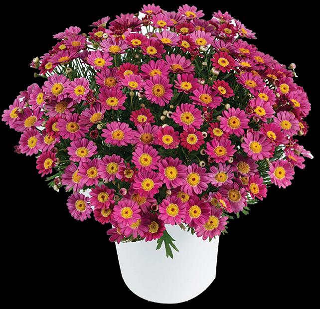 ARGYRANTHEMUM frutescens Angelic 'Ruby', Marguerite Daisy