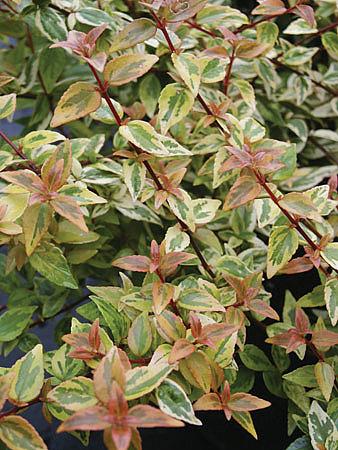 ABELIA x grandiflora 'Kaleidoscope', Abelia