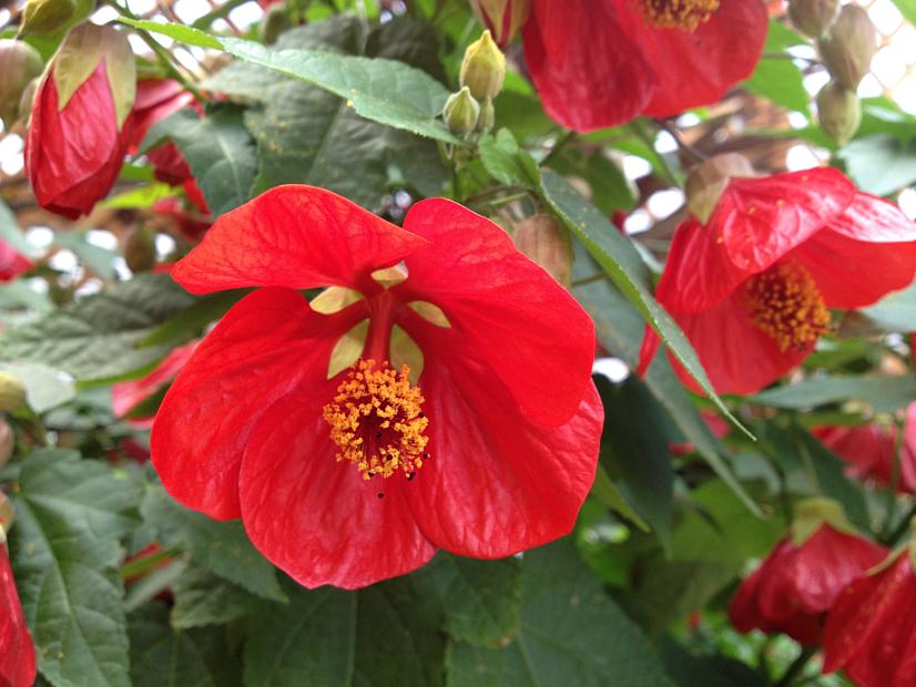 ABUTILON 'Lucky Lantern Red', Dwarf Flowering Maple, Chinese Lantern