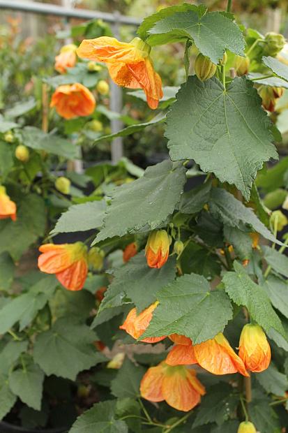 ABUTILON 'Victor Reiter', Flowering Maple, Chinese Lantern