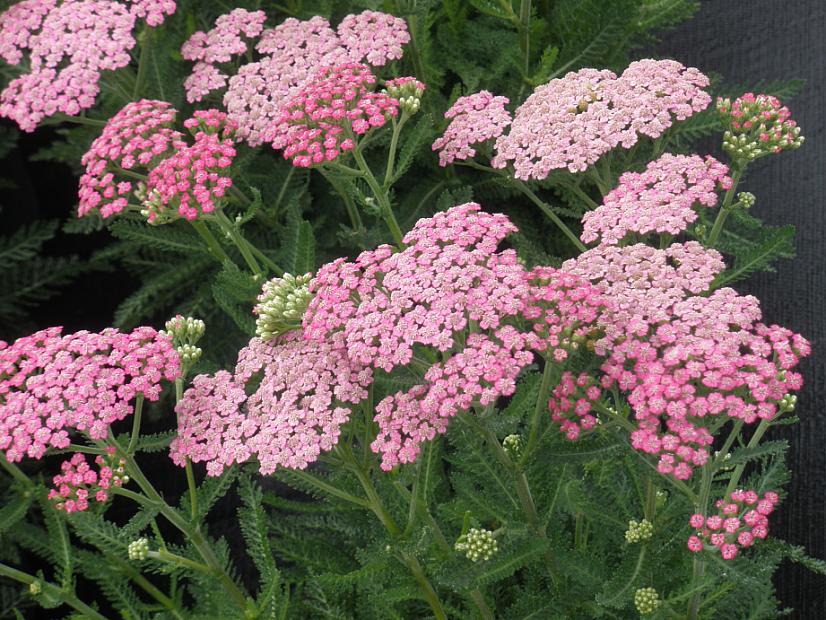 ACHILLEA millefolium 'Pink Grapefruit', Tutti Frutti Series Yarrow