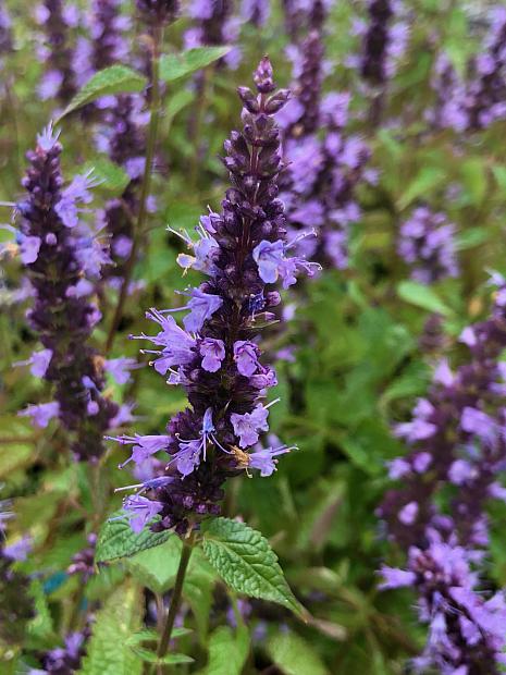 AGASTACHE rugosa 'Little Adder', Anise Hyssop, Hummingbird Mint