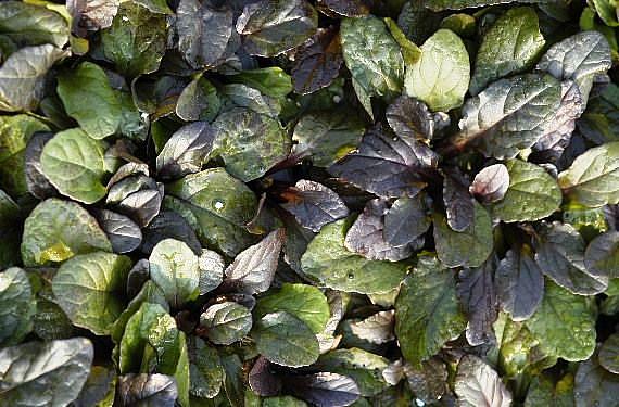 AJUGA reptans 'Bronze Beauty', Carpet Bugle, Bugleweed