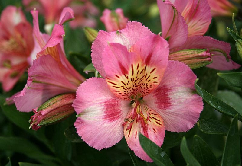 ALSTROEMERIA 'Princess Theresa' (='Zapriteres'), Princess Lily