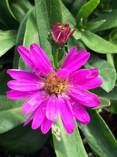 ASTER dumosus 'Alert' (syn. SYMPHYOTRICHUM dumosum 'Alert'), Aster