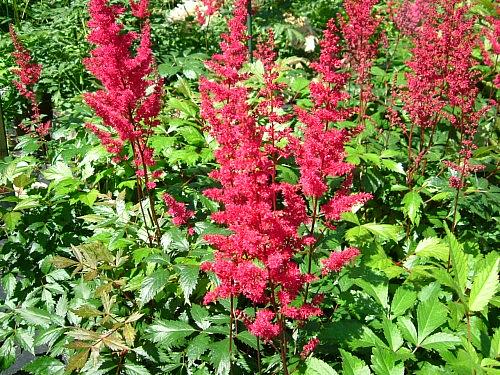 ASTILBE x arendsii 'Fanal', False Spiraea, Meadow Sweet