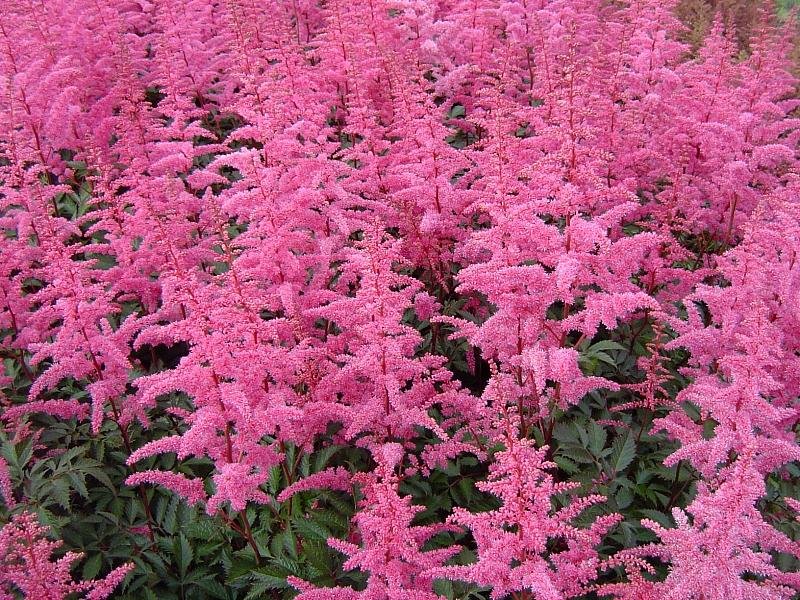 ASTILBE x arendsii 'Rheinland', False Spiraea, Meadow Sweet