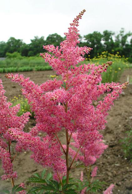 ASTILBE x arendsii 'Rheinland', False Spiraea, Meadow Sweet