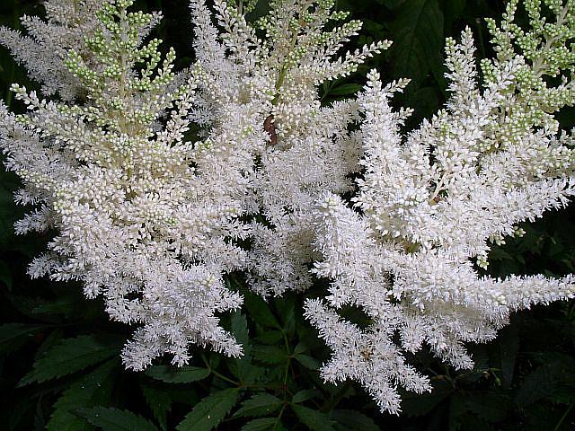 ASTILBE x arendsii 'White Gloria', False Spiraea, Meadow Sweet