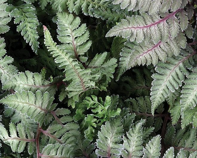 ATHYRIUM nipponicum 'Pictum' (A. goeringianum 'Pictum'), Japanese Painted Fern