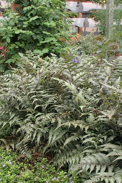 ATHYRIUM nipponicum 'Pictum' (A. goeringianum 'Pictum'), Japanese Painted Fern