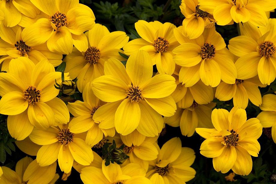 BIDENS ferulifolia Timeless Collection 'Yellow Sunshine', Bidens