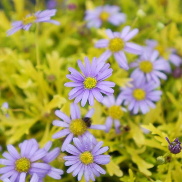 BRACHYSCOME 'Neon Lights', Swan River Daisy