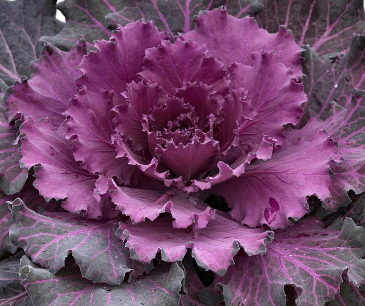 BRASSICA oleracea Osaka 'Red' (Flowering Kale), Ornamental Cabbage or Flowering Kale