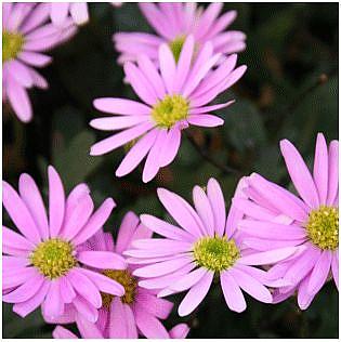 BRACHYSCOME hybrid Surdaisy 'Pink', Swan River Daisy