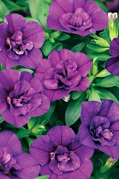 CALIBRACHOA hybrid Celebration 'Double Blue' (= 'Wescadoblu'), Celebration Series Calibrachoa, Million Bells