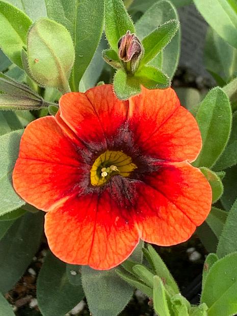 CALIBRACHOA MiniFamous Neo 'Lava + Red Eye' (syn. 'Kleca18408'), MiniFamous Series Calibrachoa