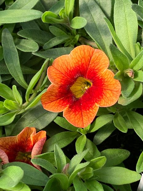 CALIBRACHOA MiniFamous Neo 'Orange + Red Eye' (syn. 'Kleva16334'), MiniFamous Series Calibrachoa