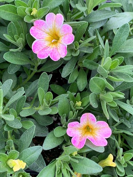 CALIBRACHOA MiniFamous Uno 'Pink Radiance' (syn. 'Kleca22845'), MiniFamous Series Calibrachoa