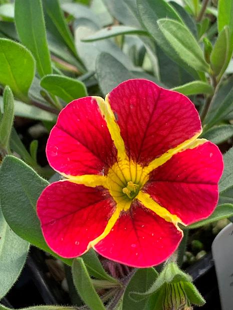 CALIBRACHOA MiniFamous Neo 'Red Hawaii' (syn. 'Kleca22915'), MiniFamous Series Calibrachoa