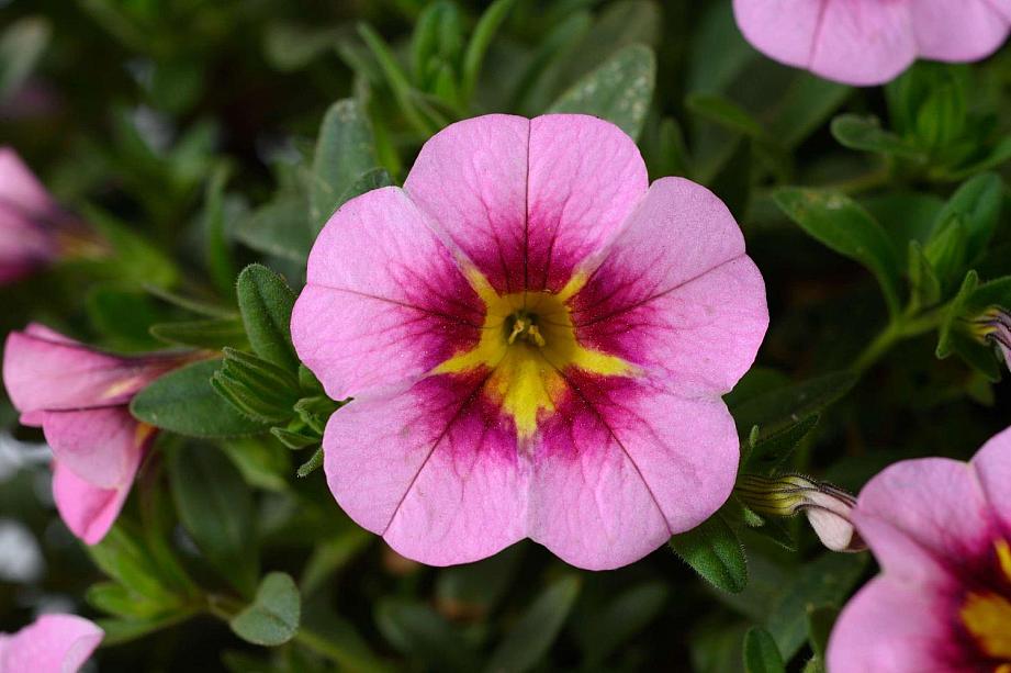 CALIBRACHOA hybrida Lia 'Spark Pink', Lia Series Calibrachoa, Million Bells