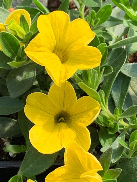 CALIBRACHOA MiniFamous Uno 'Yellow' (syn. 'Kleca17003'), MiniFamous Series Calibrachoa