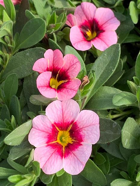 CALIBRACHOA MiniFamous Uno 'Pink Strike' (syn. 'Kleca17029'), MiniFamous Series Calibrachoa