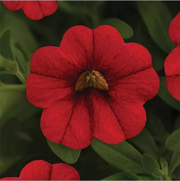 CALIBRACHOA MiniFamous Neo 'Vampire', MiniFamous Series Calibrachoa