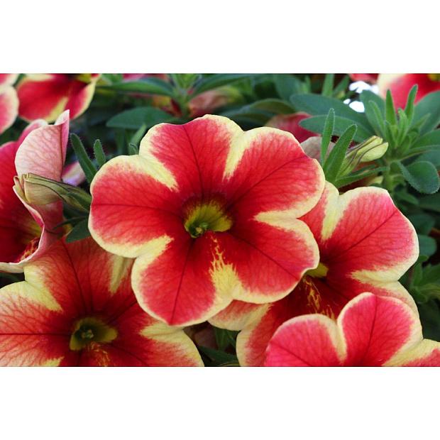 CALIBRACHOA hybrid 'Volcano Sunset', Million Bells