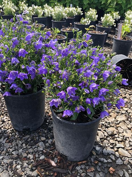 CAMPANULA interspecific Spring Bell 2.0 'Dark Blue', Bellflower