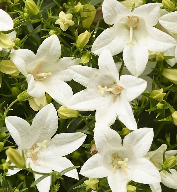 CAMPANULA interspecific Spring Bell 2.0 'White', Bellflower