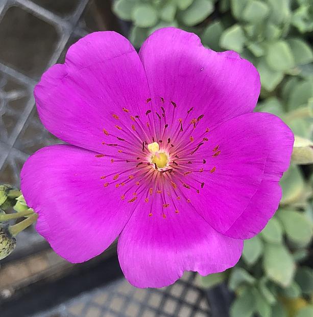 CISTANTHE grandiflora (formerly sold as CALANDRINIA spectabilis), Rock Purslane