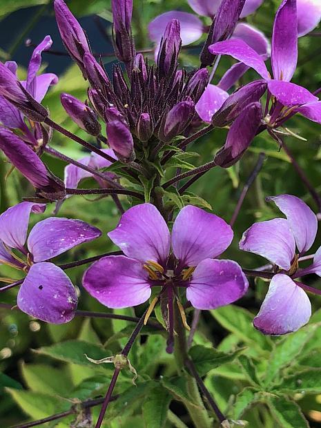 CLEOME 'Clio Magenta', Spider Flower