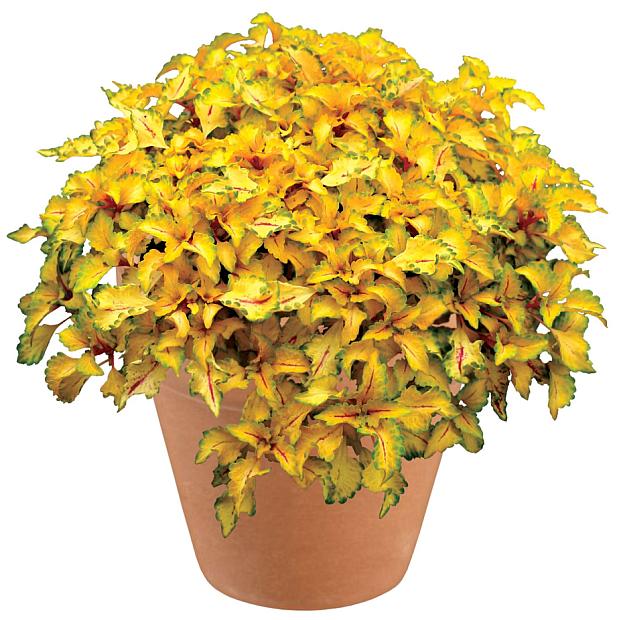 COLEUS Wildfire 'Flicker' (syn. SOLENOSTEMON scutellarioides Wildfire 'Flicker'), Wildfire Series Coleus