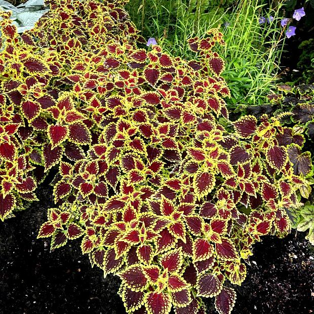 COLEUS Flying Carpet 'Shocker' (syn. SOLENOSTEMON scutellarioides F.C.'Shocker'), Flying Carpet Series Coleus