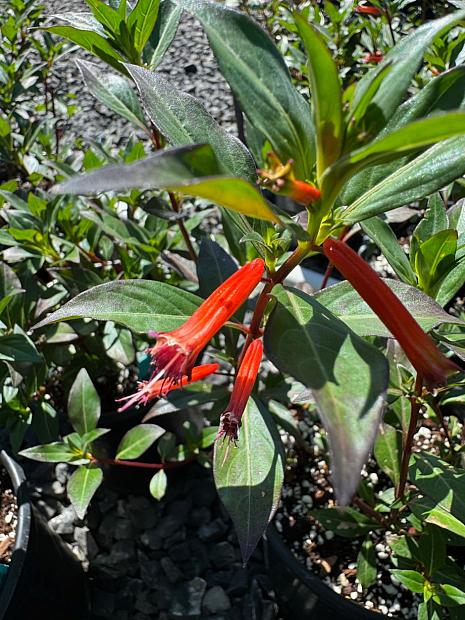 CUPHEA ignea, Cigar Plant, Firecracker Plant