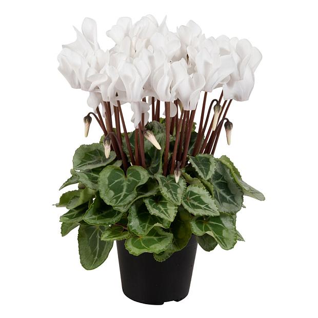 CYCLAMEN persicum F1 Super Serie 'Donatello Cream White Improved', Cyclamen, Persian Violet, Alpine Violet, Sowbread