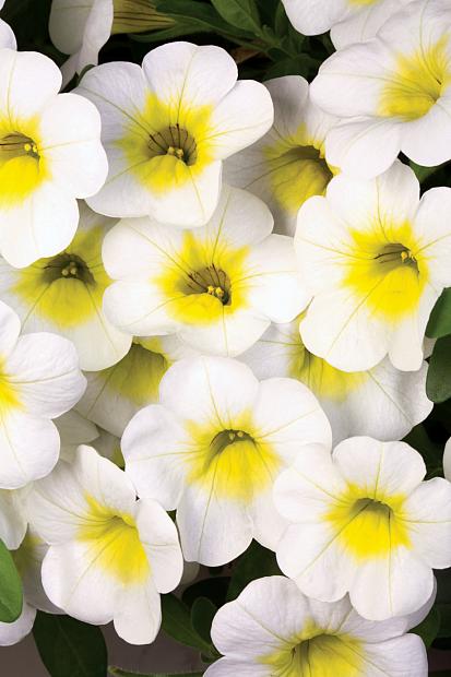 CALIBRACHOA hybrid 'Calibasket Sunny Side', Calibasket Calibrachoa