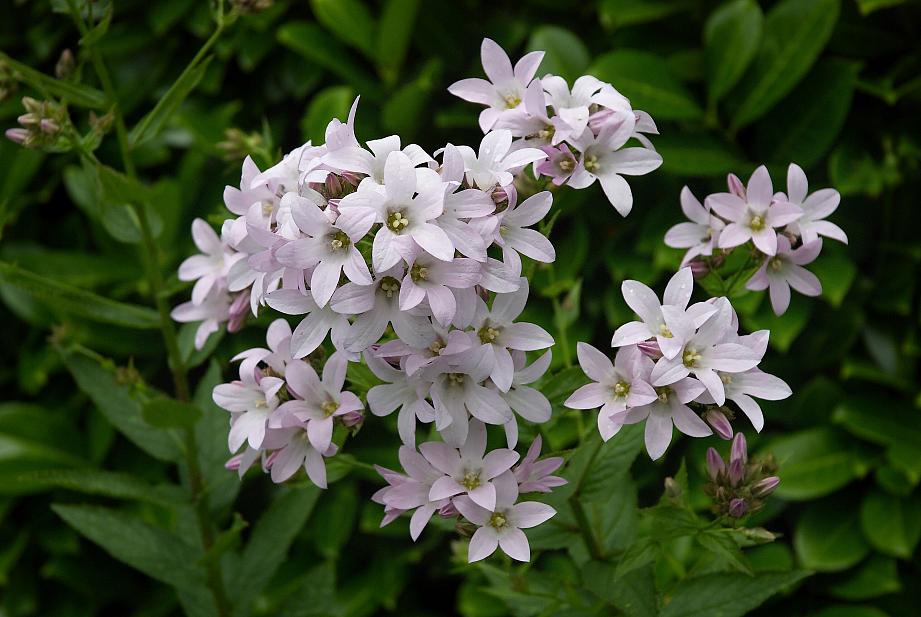 CAMPANULA lactiflora 'Loddon Anna', Milky Bellflower