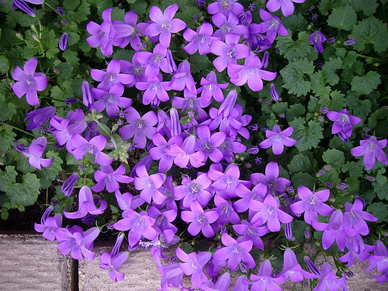 CAMPANULA portenschlagiana (syn. C. muralis), Dalmatian Bellflower