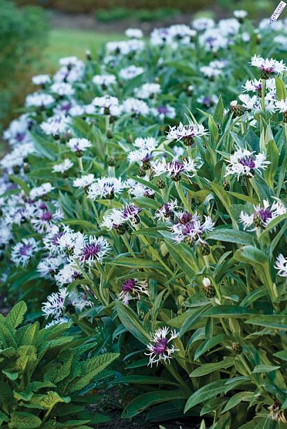 CENTAUREA montana 'Amethyst in Snow', Bachelor's Button, Cornflower, Basket Flower